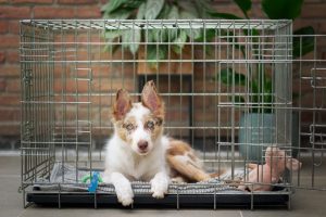 Alleviating Separation Anxiety: Effective Training Techniques and At-Home Strategies for Dogs