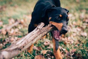 Alleviating Separation Anxiety: Effective Training Techniques and At-Home Strategies for Dogs
