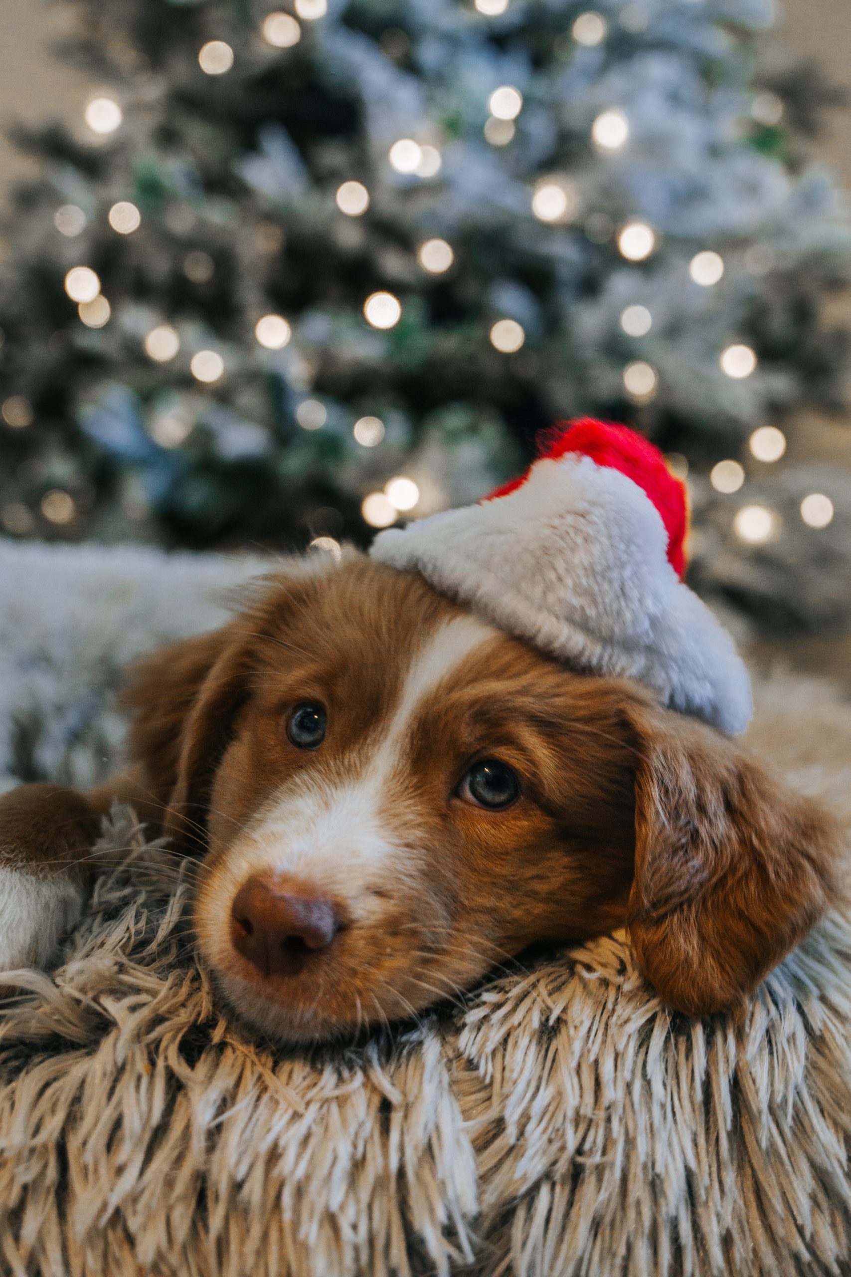 Protecting Your Dog During the Holiday Season
