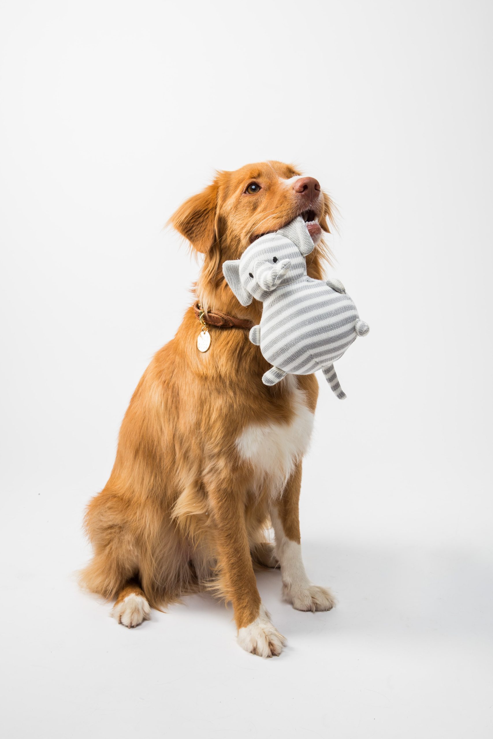 The Truth About Urinary Tract Infections in Dogs