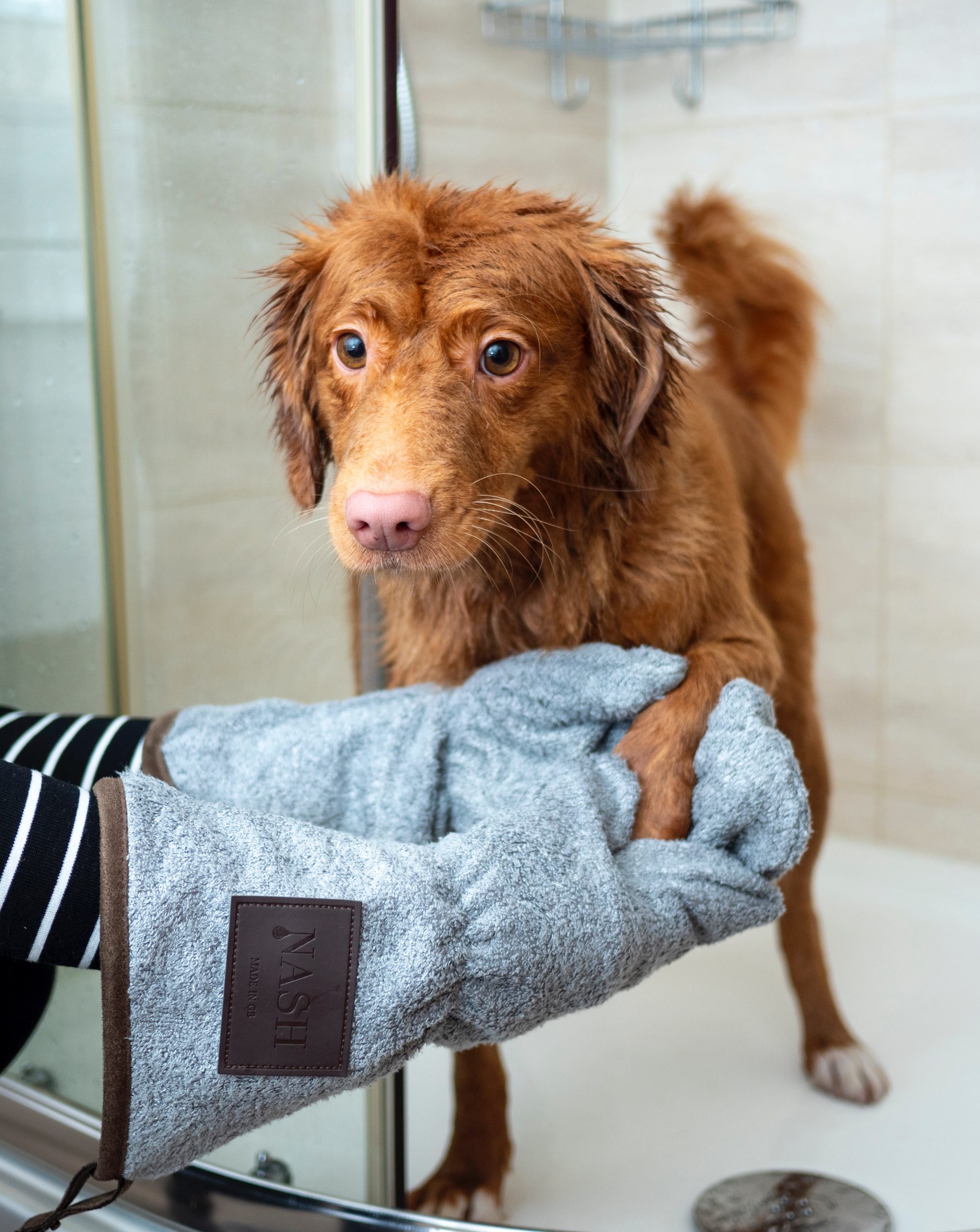 Mastering the Basics: A Beginners Guide to Dog Grooming