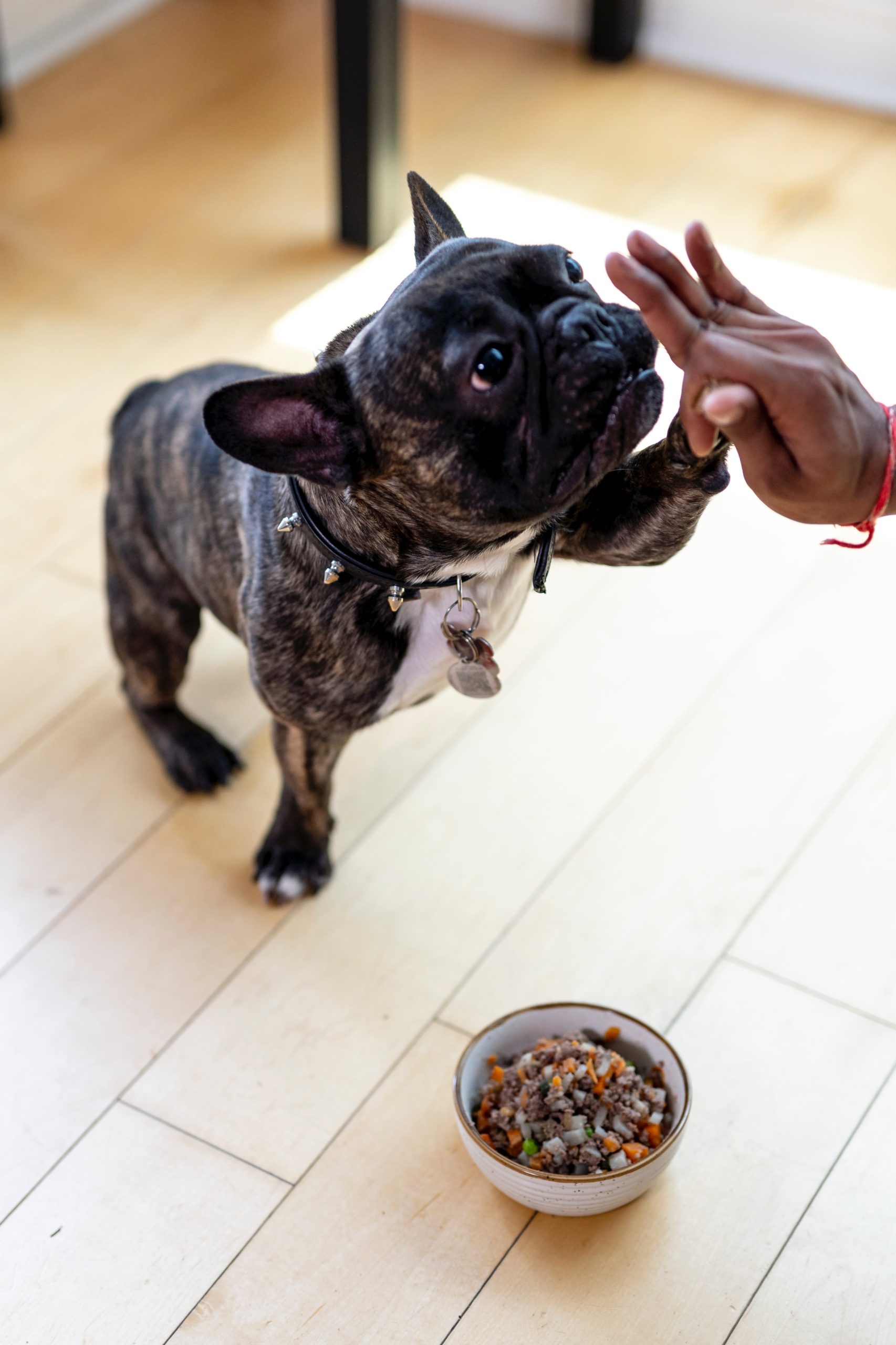 Optimizing Your Dogs Health: Understanding Essential Nutrients and Choosing the Right Diet