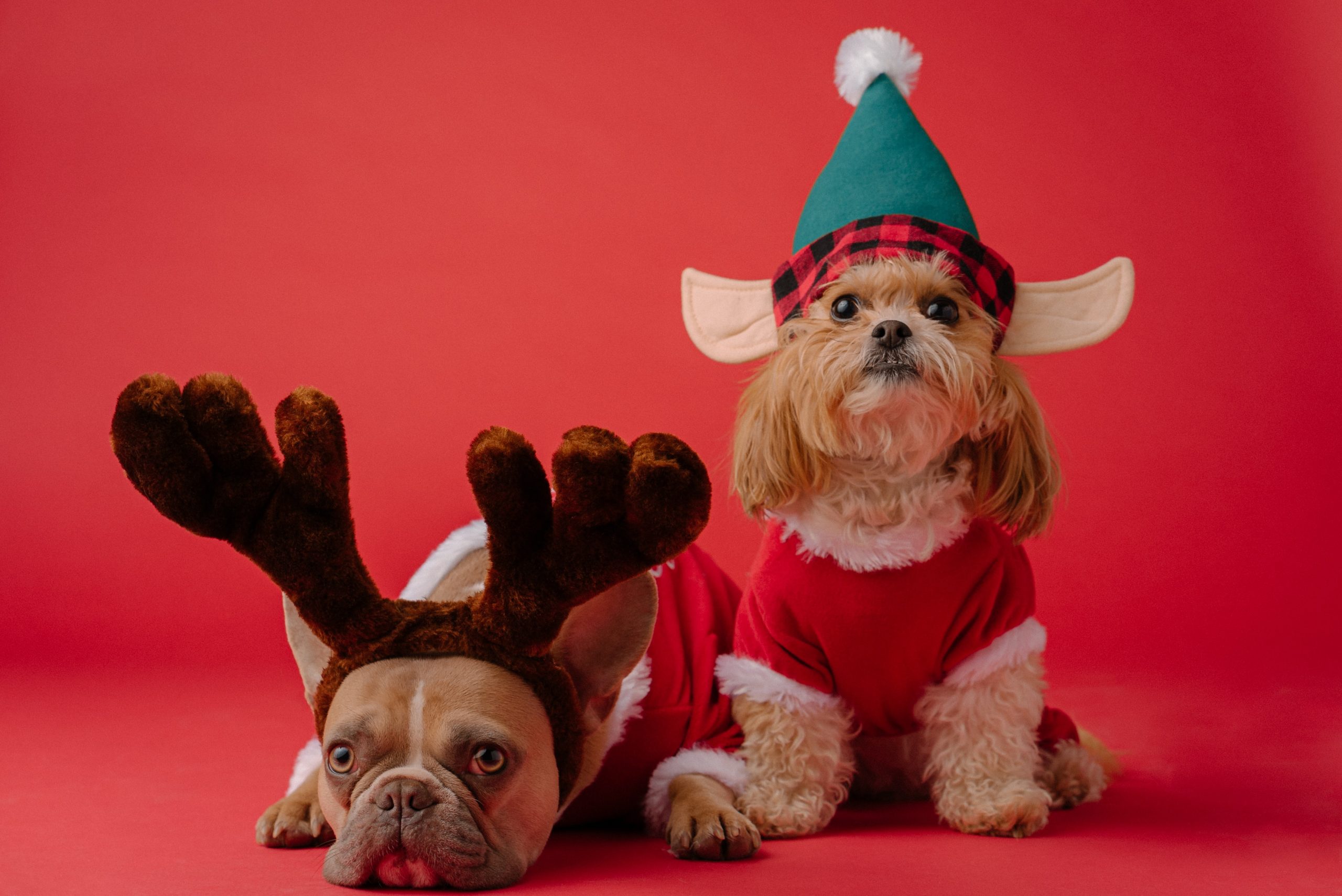 Protecting Your Dog During the Holiday Season