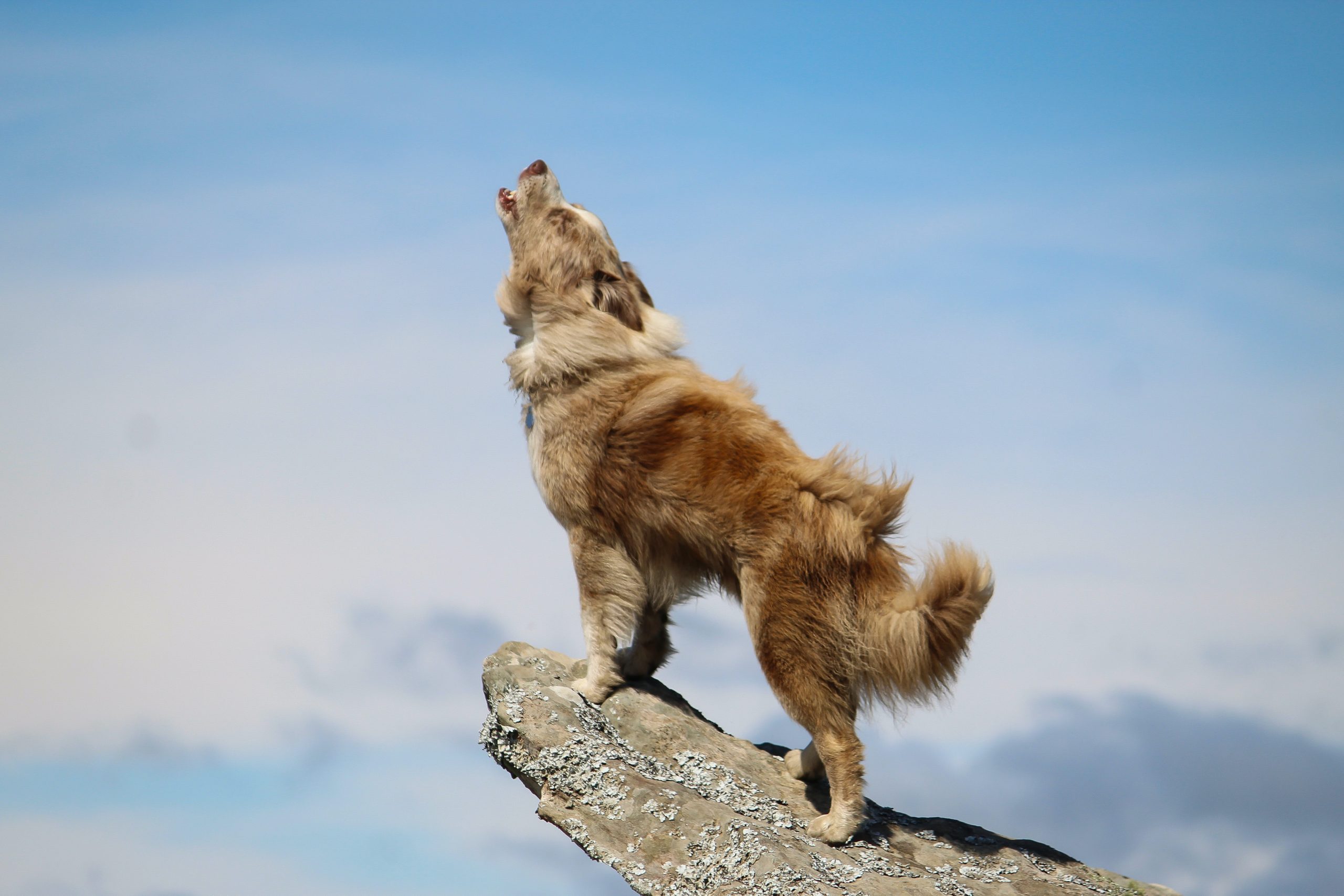 Why Do Dogs Howl? The Science of Howling Behavior