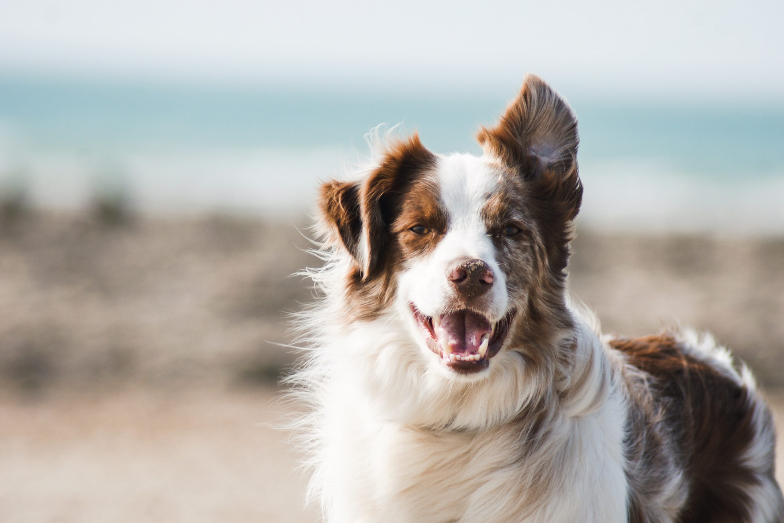 The Ultimate Guide to Rabies Vaccines for Dogs and Public Health