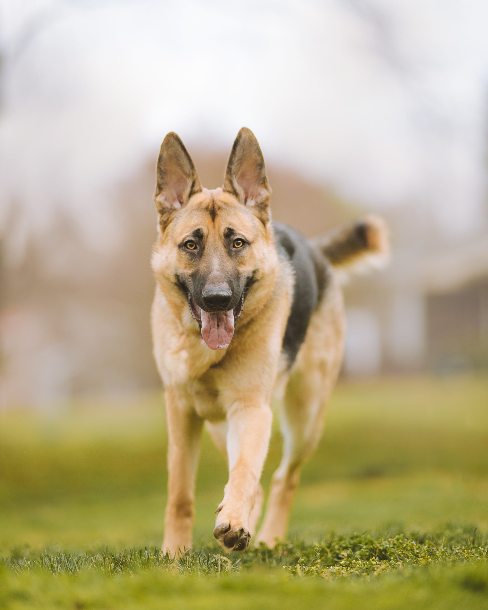Keeping Senior Dogs Active: The Key Benefits and Exercise Guidelines