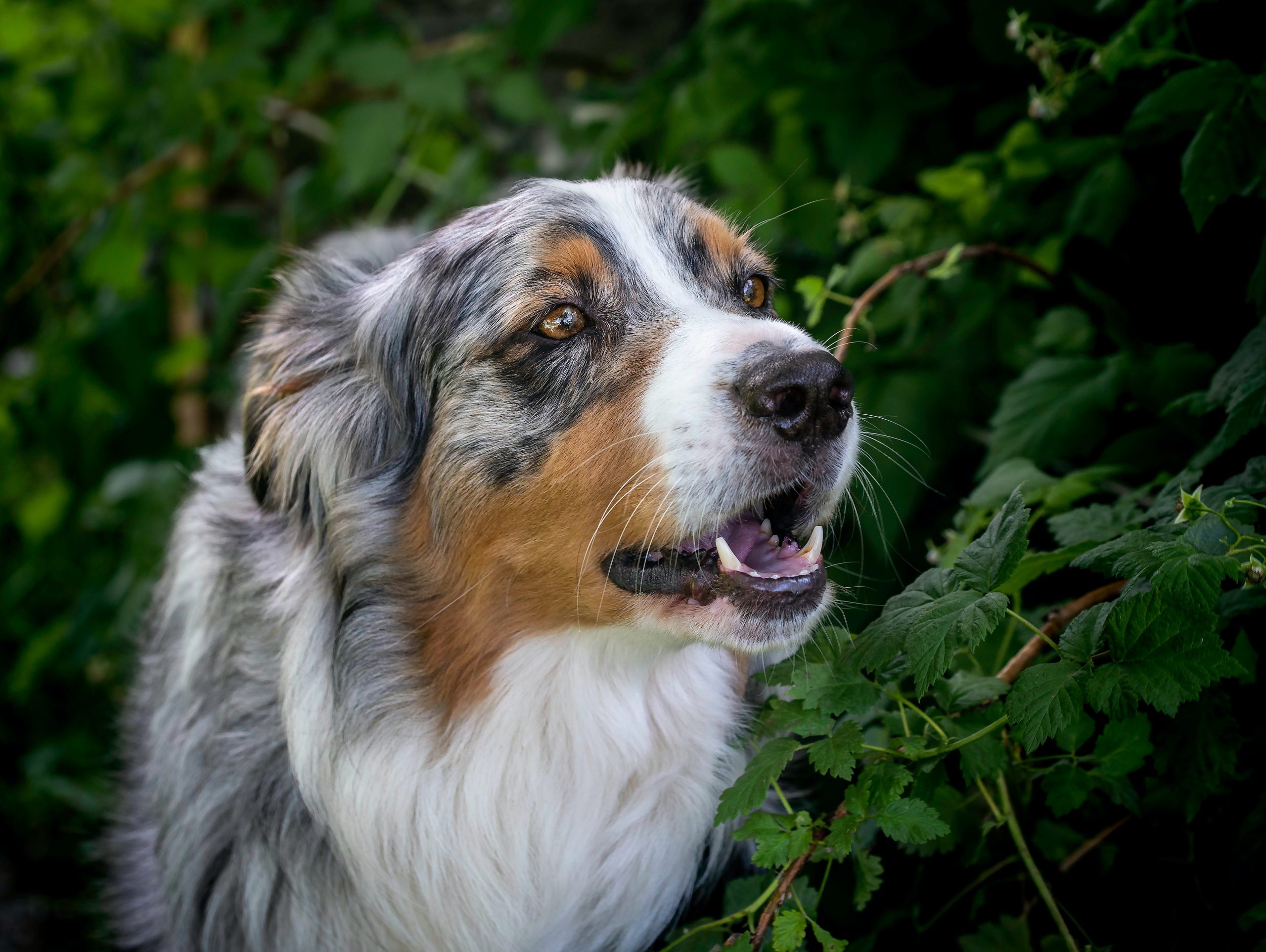 A Guide to Common Toxic Plants for Dogs and Pet Safety