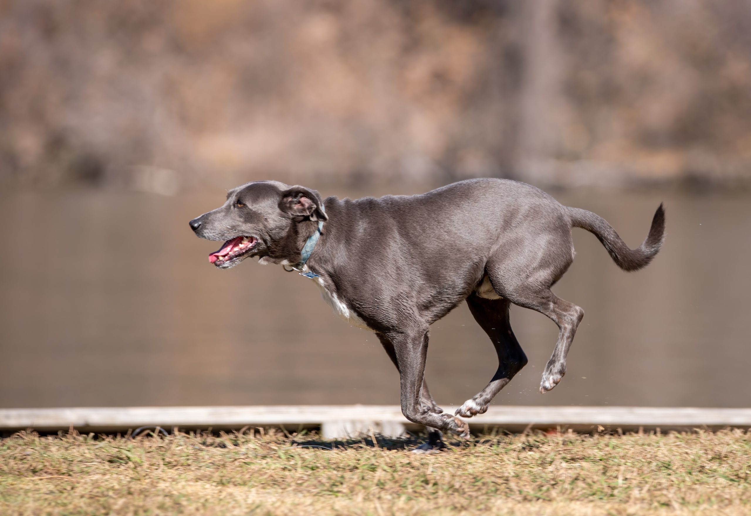 Keeping Senior Dogs Active: The Key Benefits and Exercise Guidelines