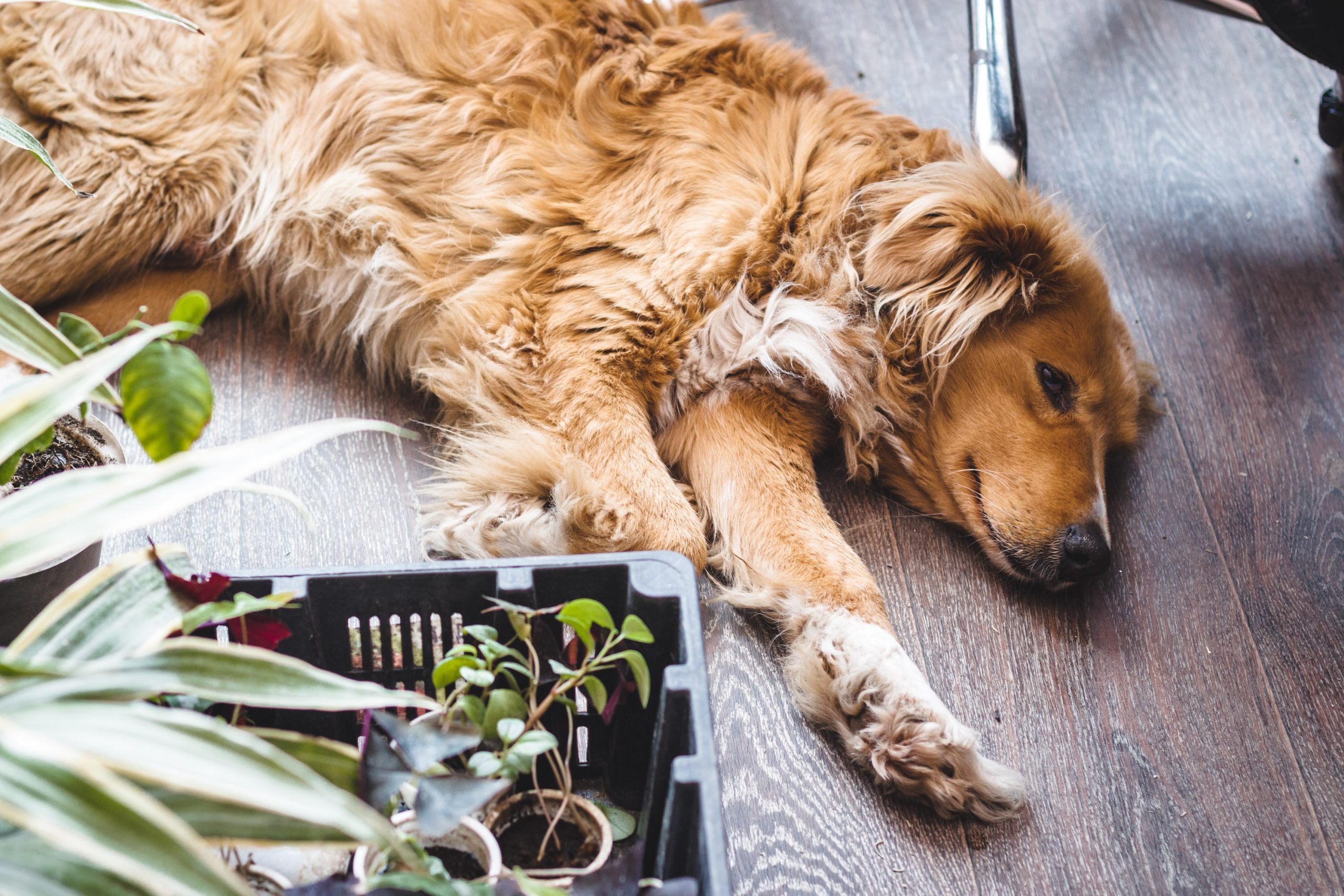 A Guide to Common Toxic Plants for Dogs and Pet Safety