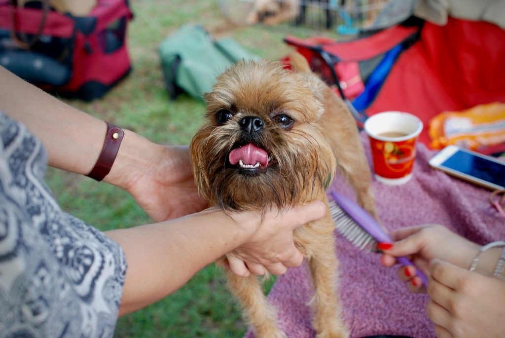 Why Regular Dog Nail Trimming is Essential for Your Furry Friends Health and Happiness