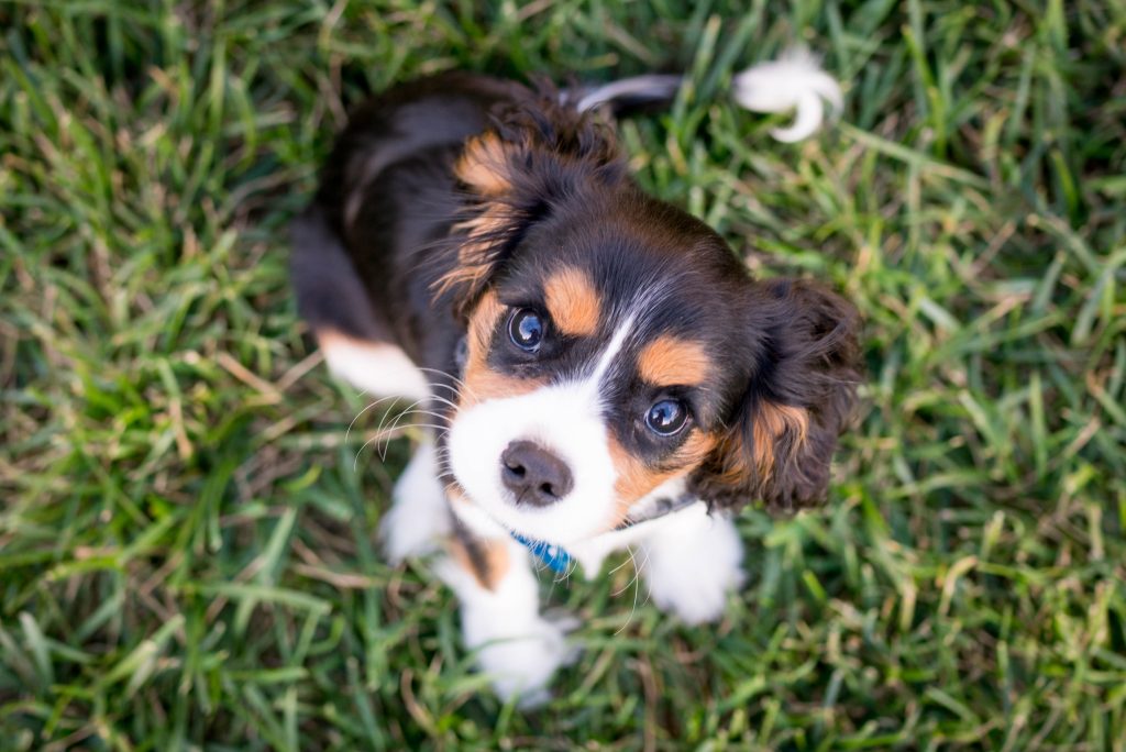 The Regal Evolution of Cavalier King Charles Spaniel: From Royalty to Modern-Day Companion