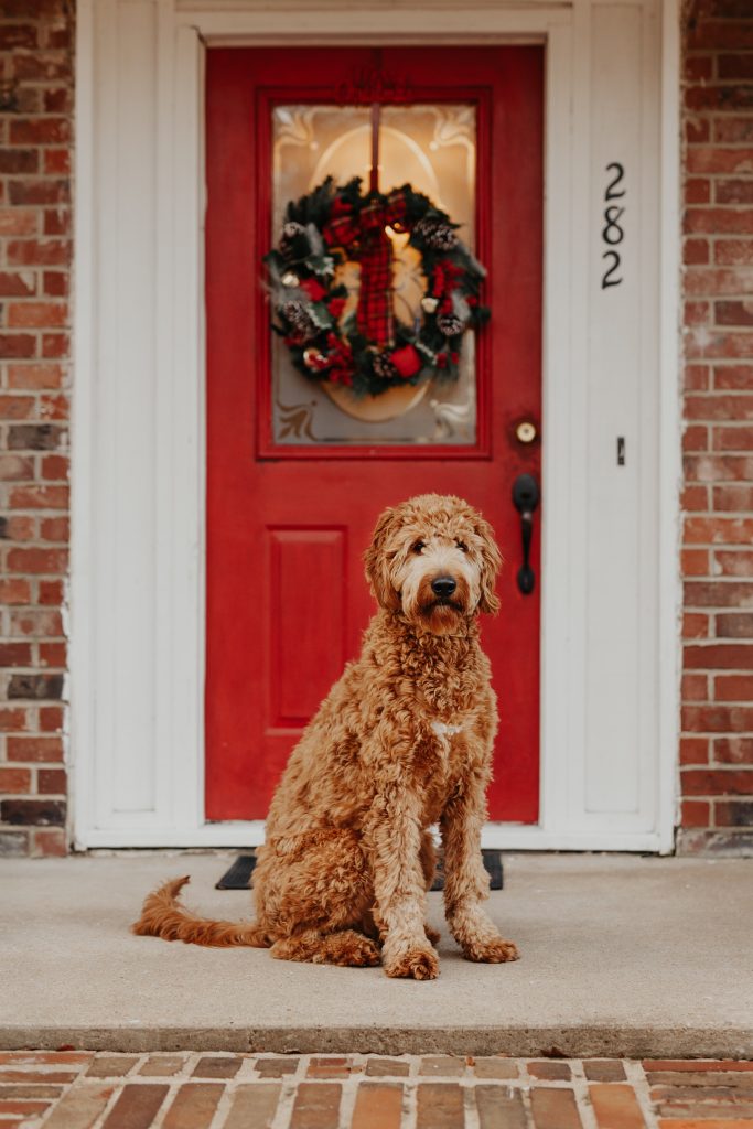 Unveiling the Irresistible Characteristics and Temperament of Goldendoodles