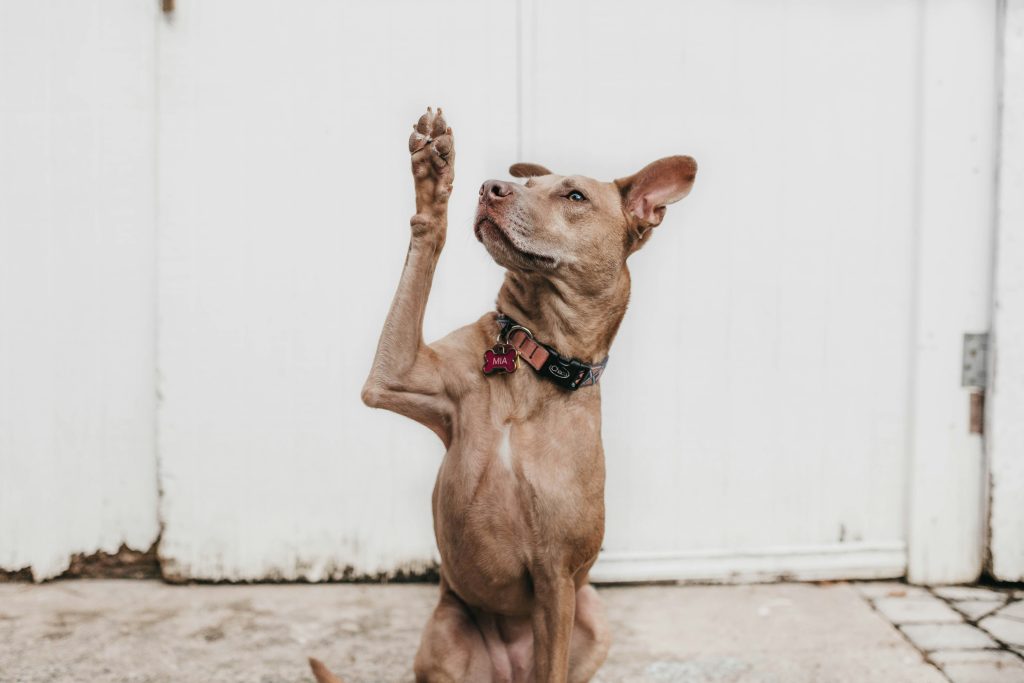 Defending Your Dog: A Comprehensive Guide to Understanding, Preventing, and Managing Heartworm Disease