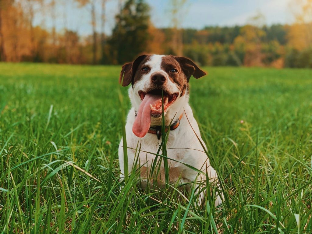 The Evolution of Mans Best Friend: A Historical Journey Through the Domestication of Dogs