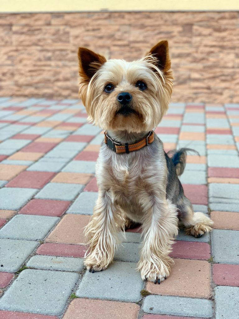 This article provides a comprehensive overview of the health concerns in Yorkshire Terriers, including dental issues, hypoglycemia, vision problems, and joint health, and emphasizes the importance of proactive care and choosing a reputable breeder for a healthy Yorkie.