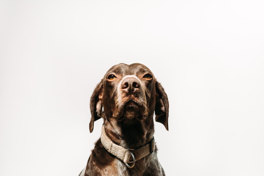 The Versatile Legacy of the German Shorthaired Pointer