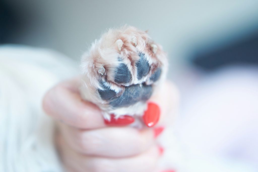 Why Regular Dog Nail Trimming is Essential for Your Furry Friends Health and Happiness