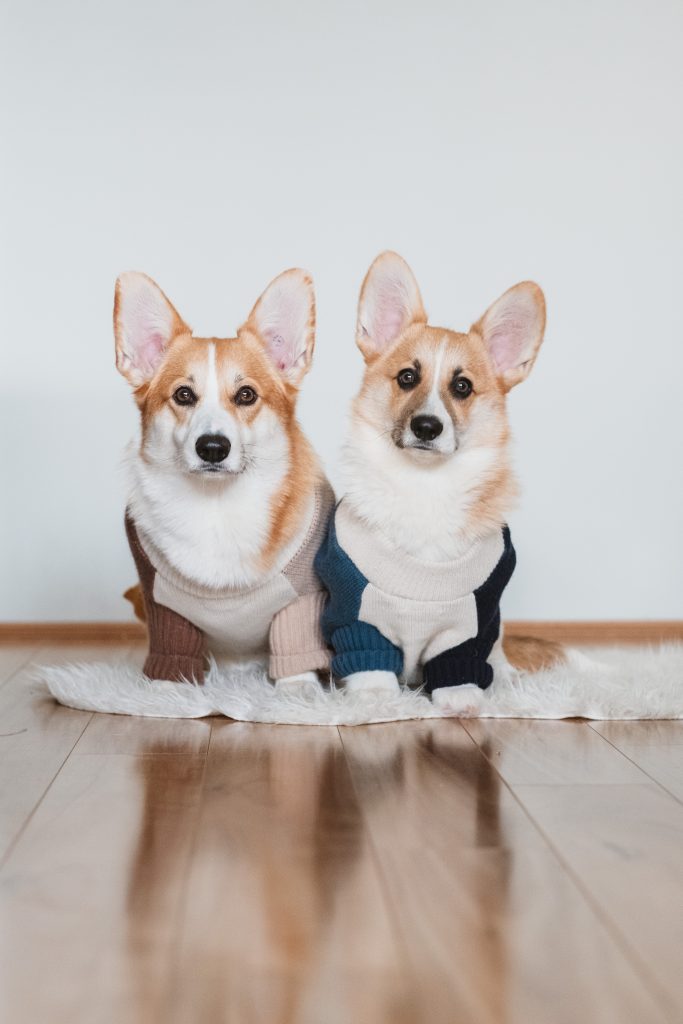 Unveiling the Enigmatic Past of Corgis: From Ancient Herding Dogs to Modern Day Favorites