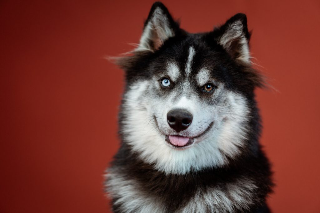 The Enduring Legacy of Siberian Huskies: From Ancient Sled Dogs to Beloved Companions