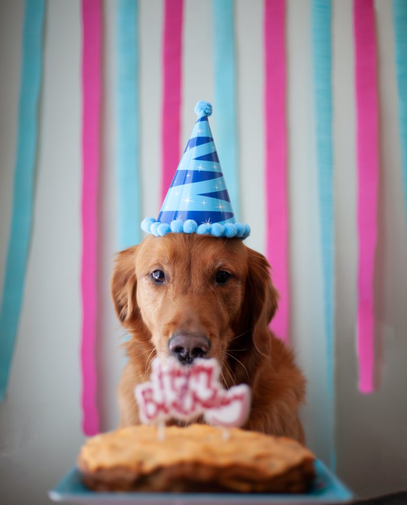 Creative Ideas for a Doggone Good Birthday Party