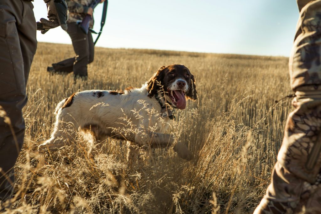 The Evolution of Mans Best Friend: A Historical Journey Through the Domestication of Dogs