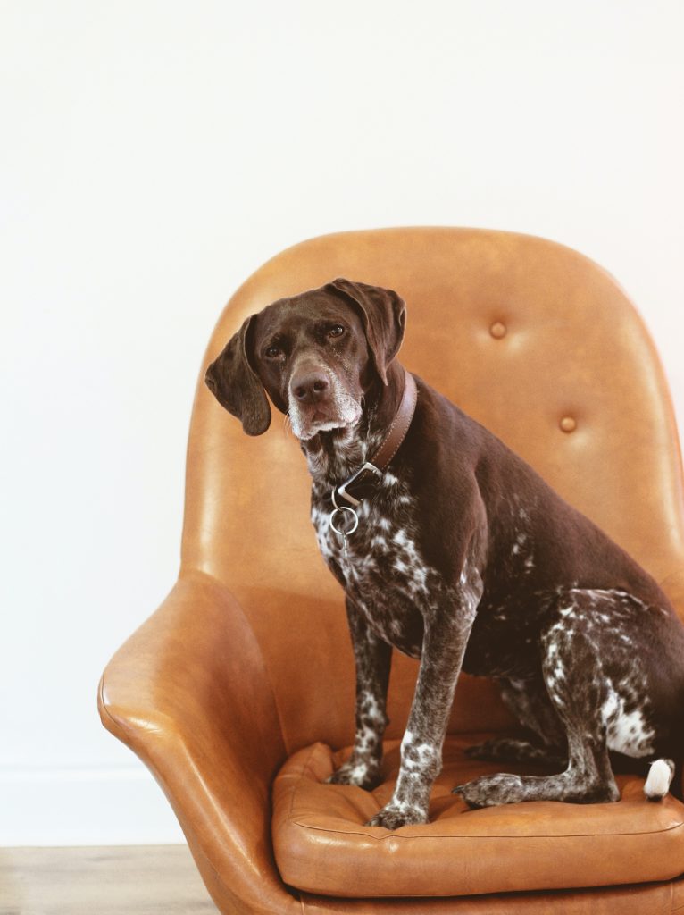 The Versatile Legacy of the German Shorthaired Pointer