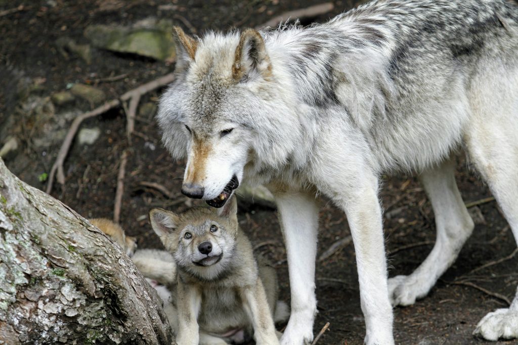 The Evolution of Mans Best Friend: A Historical Journey Through the Domestication of Dogs