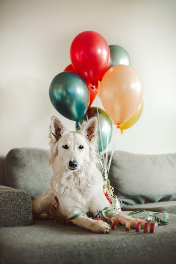 Creative Ideas for a Doggone Good Birthday Party