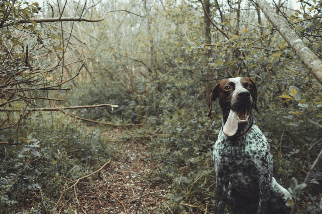 The Versatile Legacy of the German Shorthaired Pointer