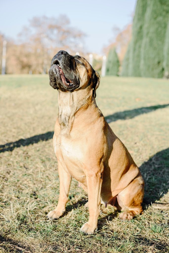 The Gentle Guardians: Understanding Bull Mastiff Characteristics and Temperament