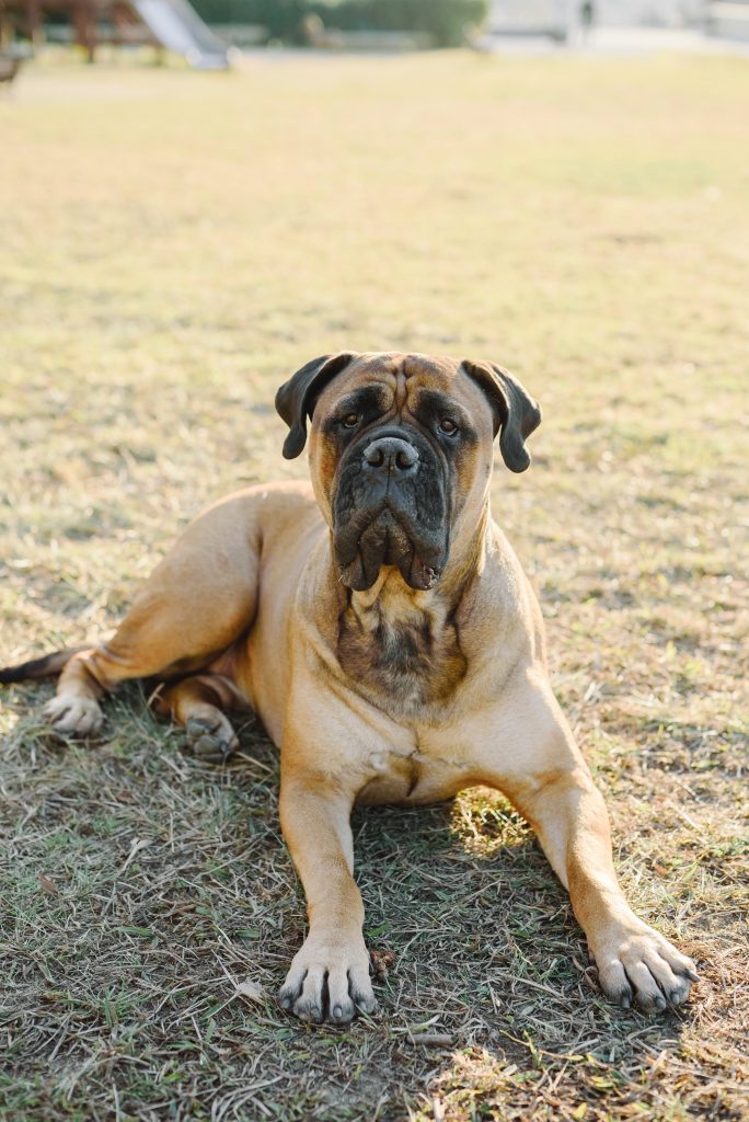 The Gentle Guardians: Understanding Bull Mastiff Characteristics and Temperament