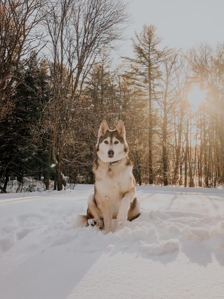 The Enduring Legacy of Siberian Huskies: From Ancient Sled Dogs to Beloved Companions