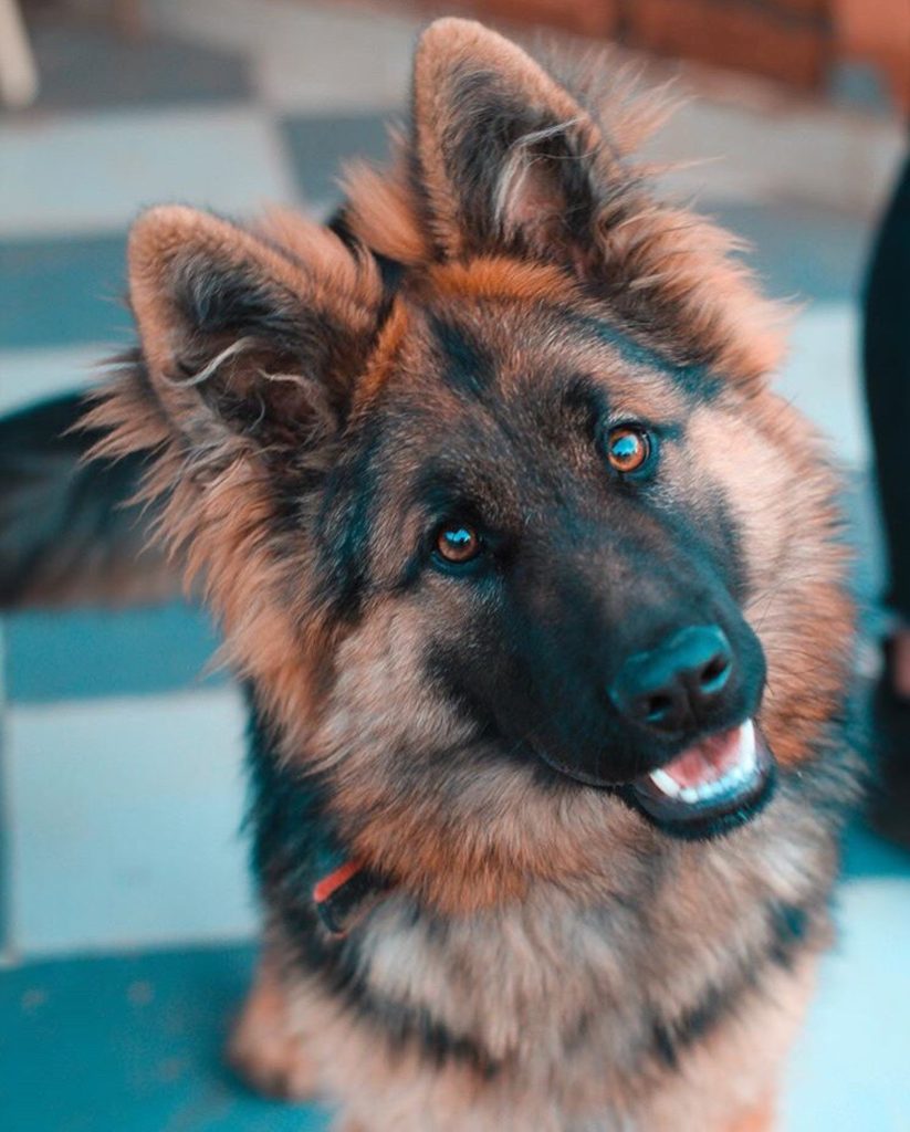 Comprehensive Care Guide: Ensuring the Health and Happiness of Your German Shepherd