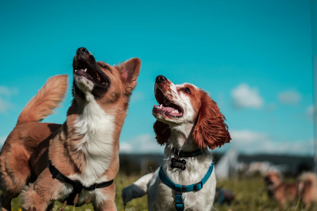 Managing Canine Diabetes: A Comprehensive Guide