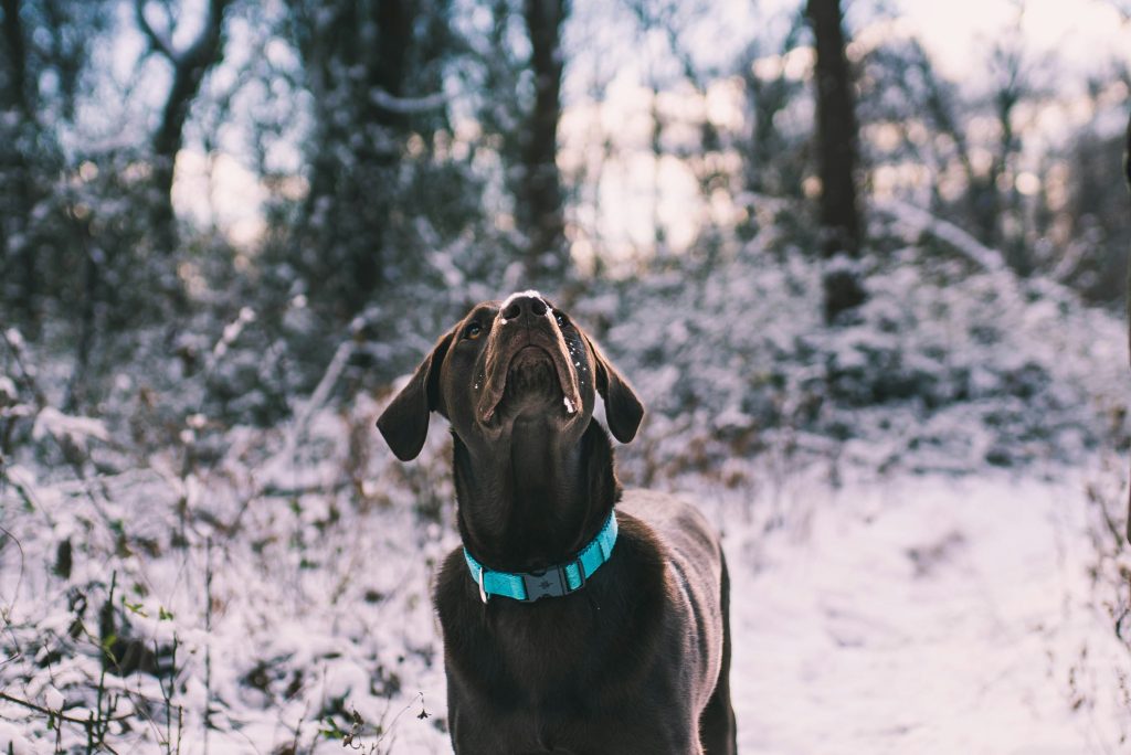 Ensuring Pet Safety: The Power of GPS Dog Collars