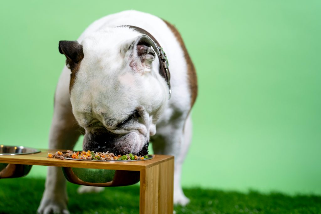 The Raw Truth: Exploring the Benefits and Risks of a Raw Food Diet for Dogs