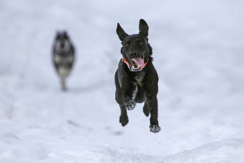 Ensuring Pet Safety: The Power of GPS Dog Collars