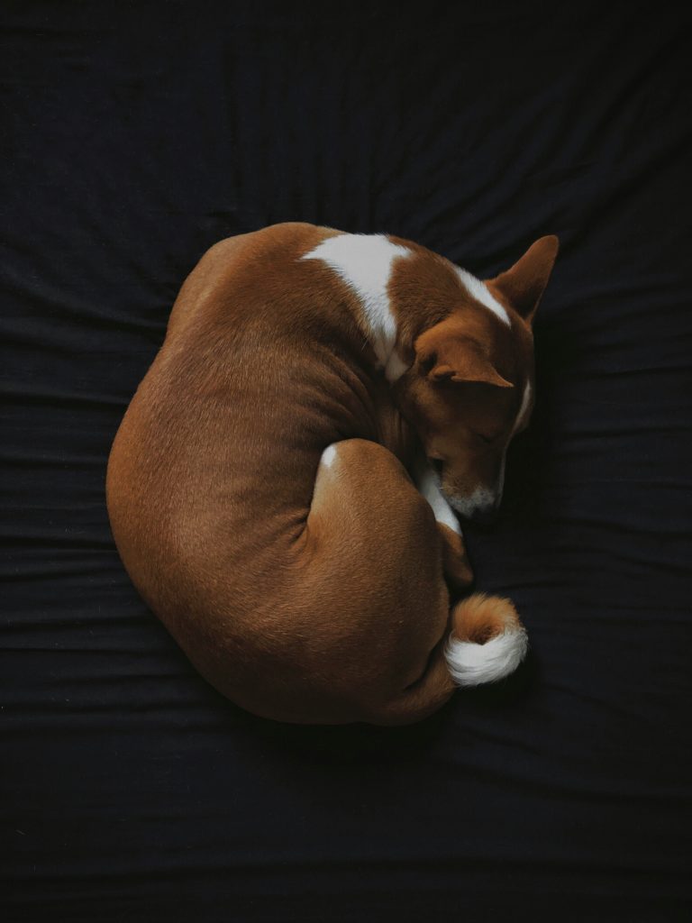 Decoding Your Dogs Sleep: What Different Sleeping Positions Mean