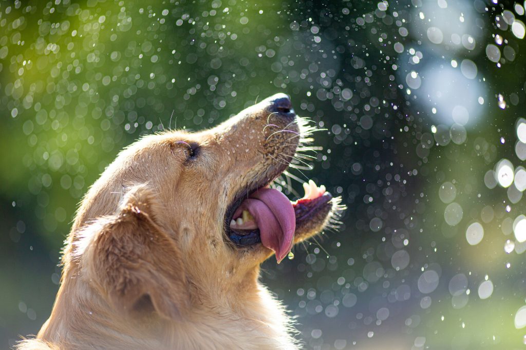 Promoting Pet Wellness: Unveiling the Magic of Dog Shampoo Ingredients