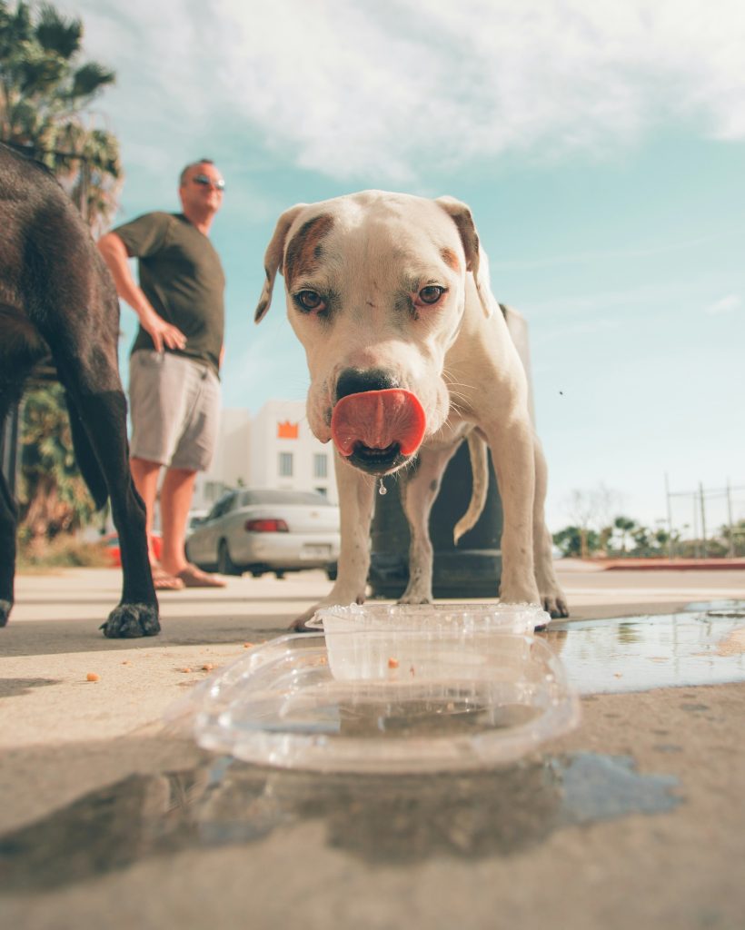 Protecting Your Pup: A Guide to Recognizing and Preventing Heat Stroke in Dogs