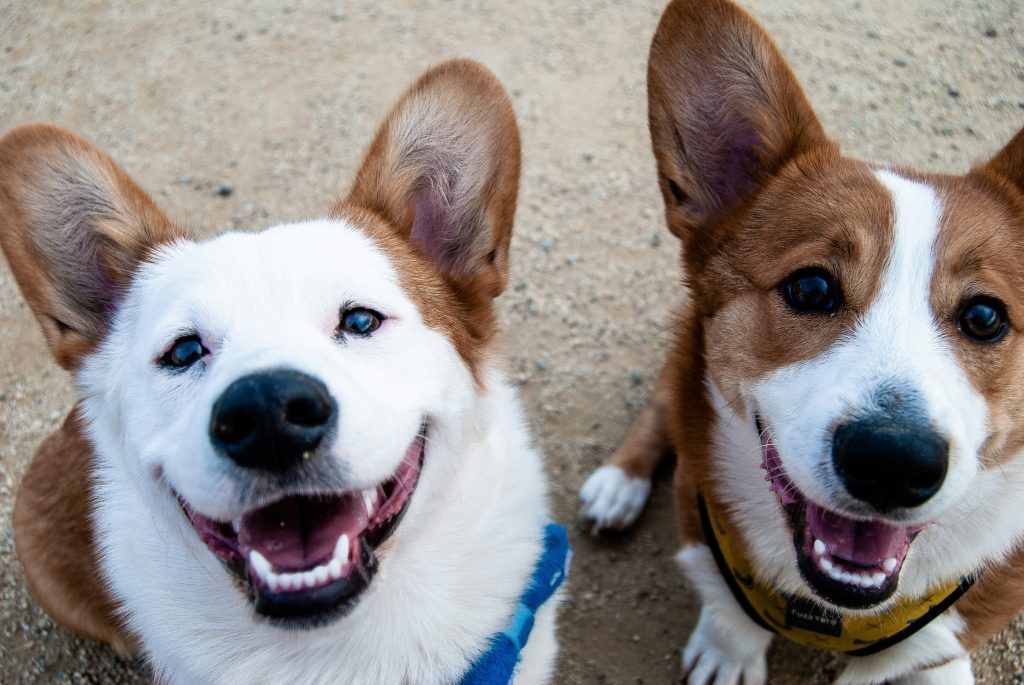 Enhancing Canine Training: The Ins and Outs of Hand Feeding