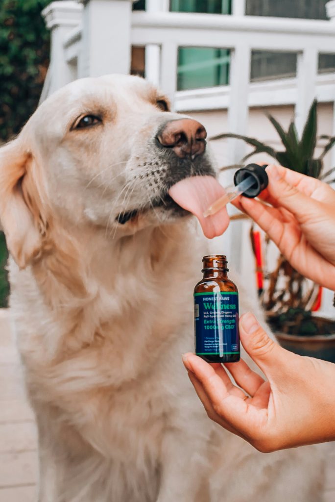 Exploring the Pawsibilities: CBD Oil Benefits for Dogs