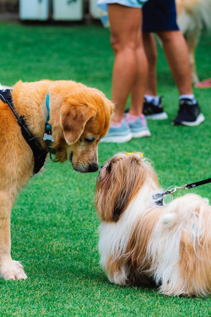 Navigating the Risks: A Guide to Dog Park Safety