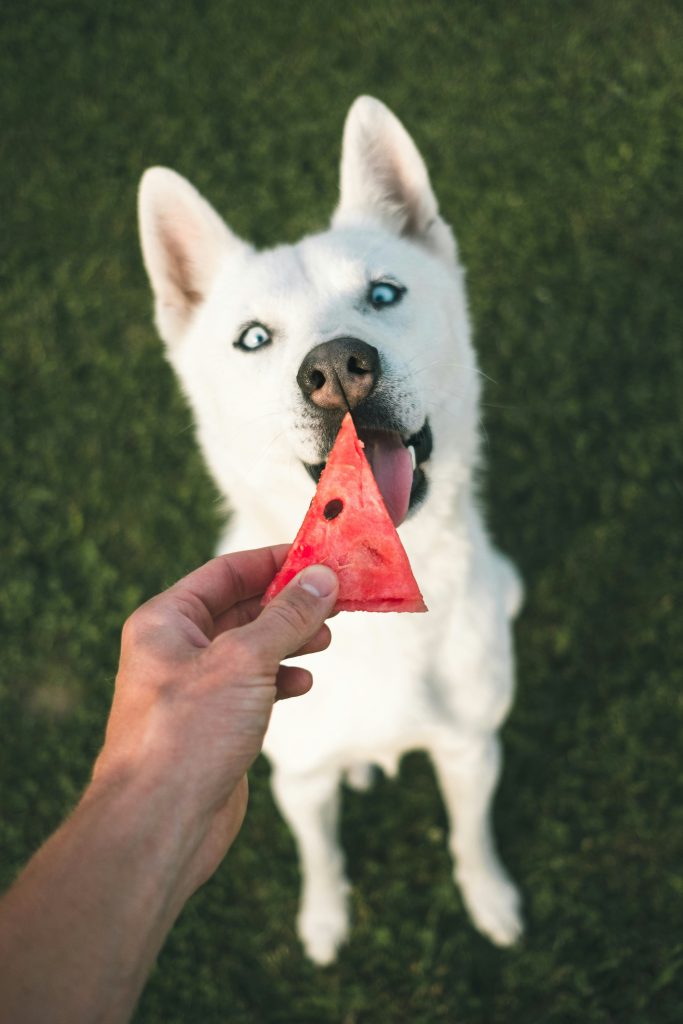 Keeping Pets Safe: A Guide to Managing Fireworks Anxiety