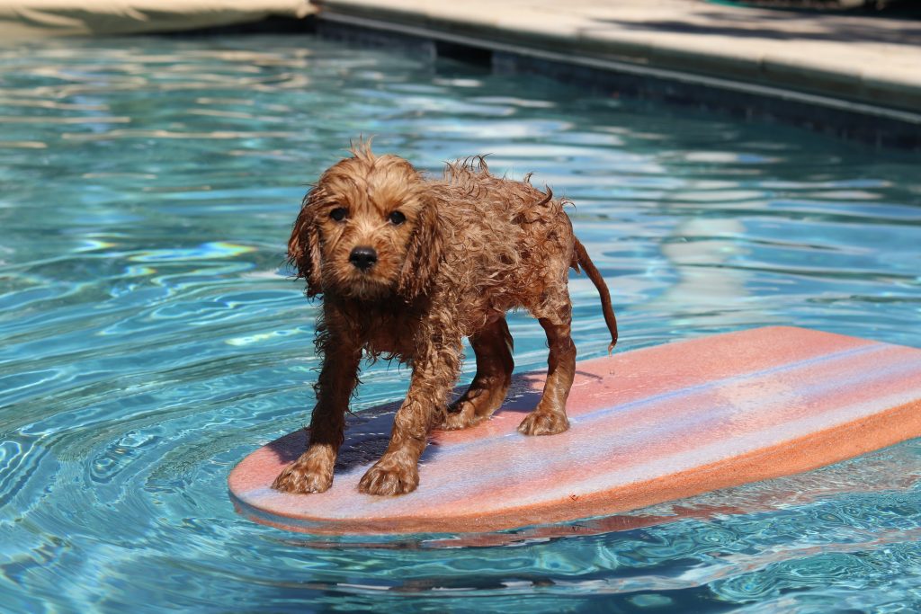 Dive into Wellness: The Comprehensive Guide to Swimming for Dogs