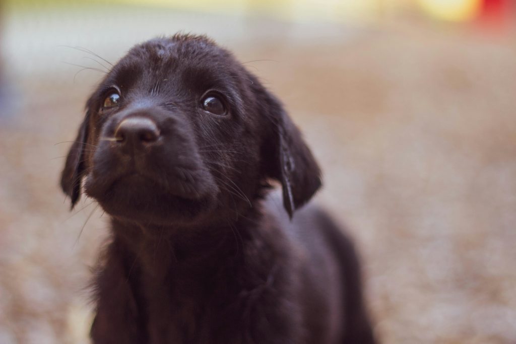 Enhancing Canine Training: The Ins and Outs of Hand Feeding