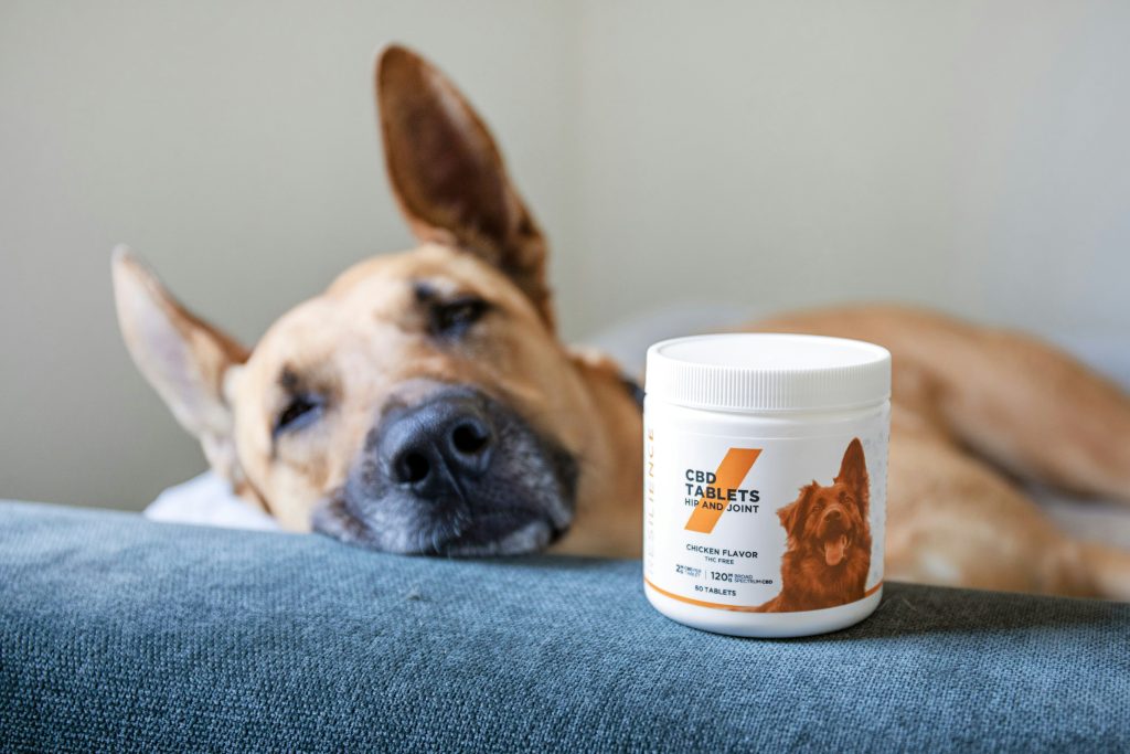 Exploring the Pawsibilities: CBD Oil Benefits for Dogs