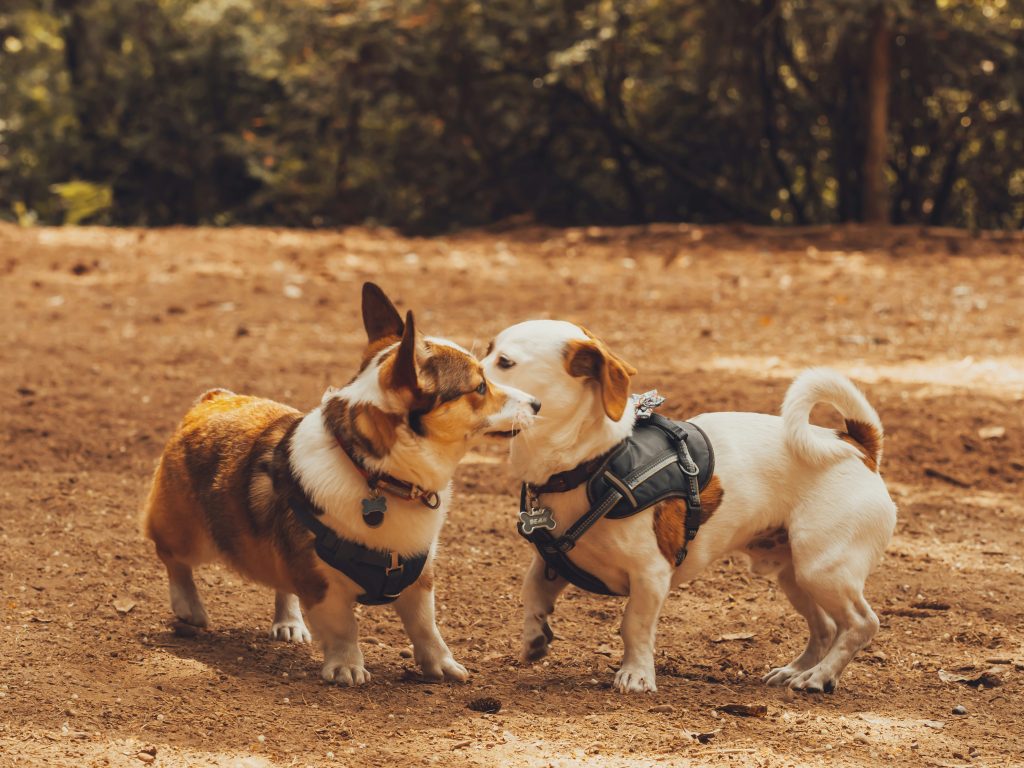 Navigating the Risks: A Guide to Dog Park Safety