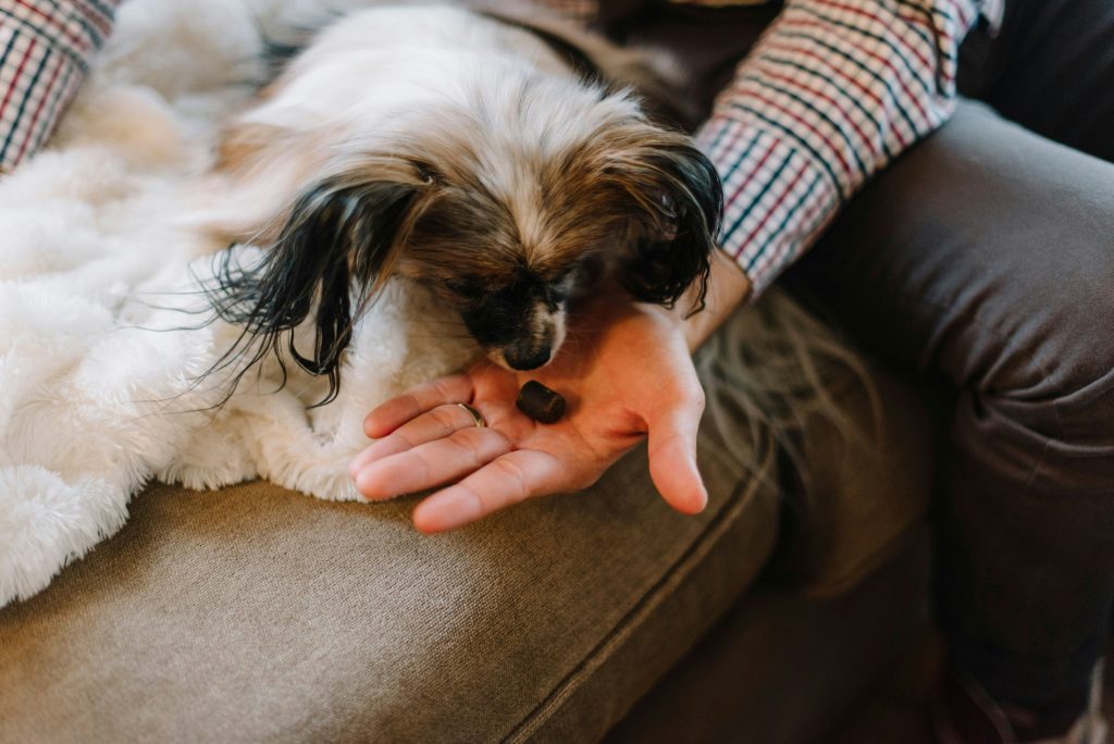 Exploring the Pawsibilities: CBD Oil Benefits for Dogs