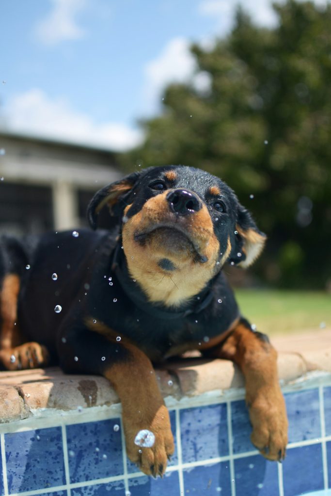 Dive into Wellness: The Comprehensive Guide to Swimming for Dogs